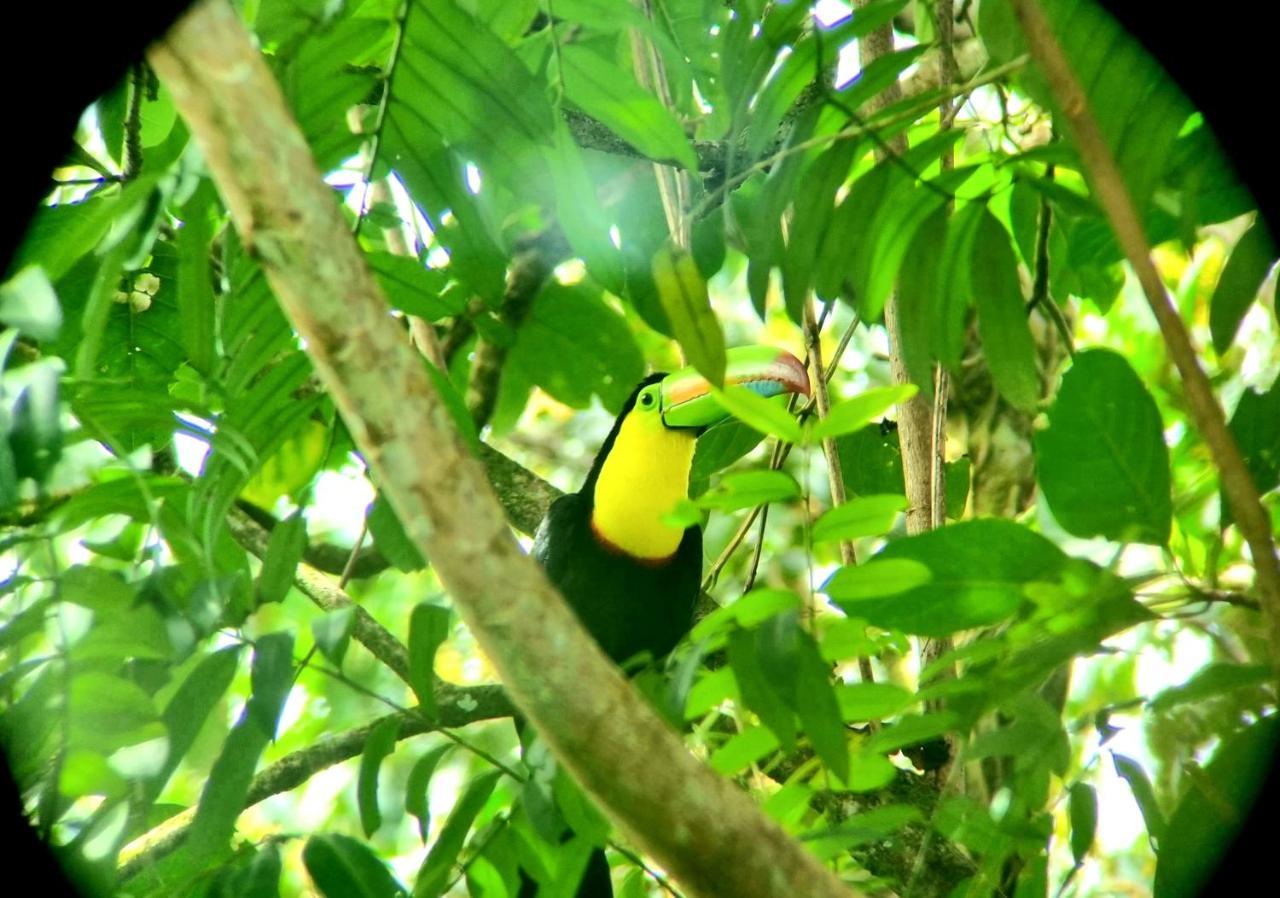 Wildlife Art Tortuguero Exterior photo