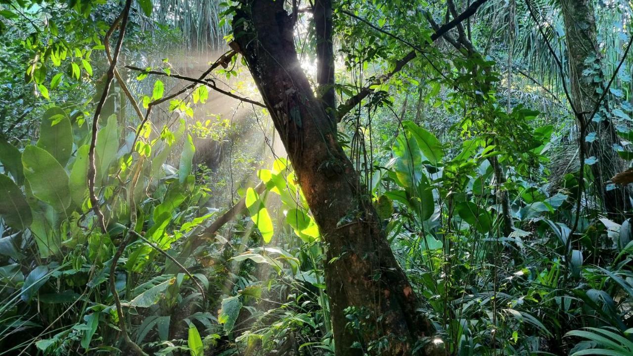 Wildlife Art Tortuguero Exterior photo
