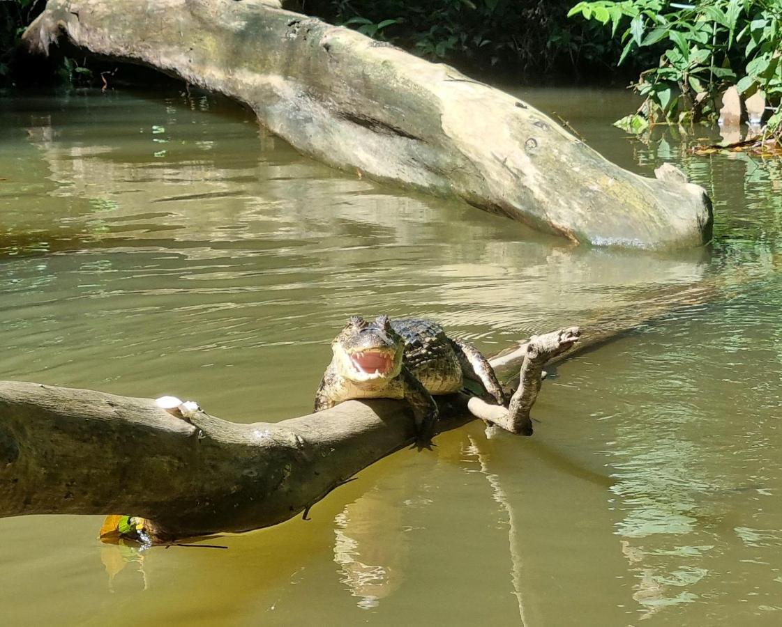 Wildlife Art Tortuguero Exterior photo