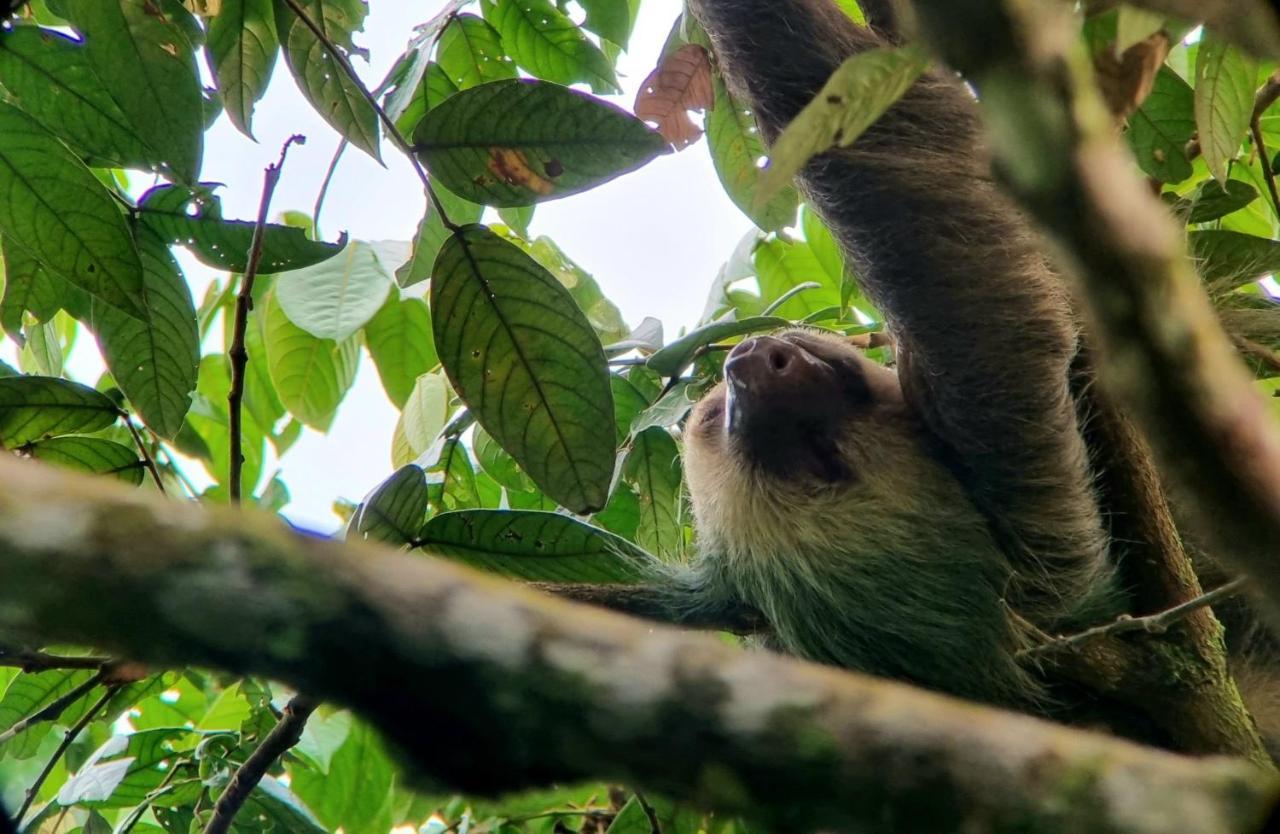 Wildlife Art Tortuguero Exterior photo
