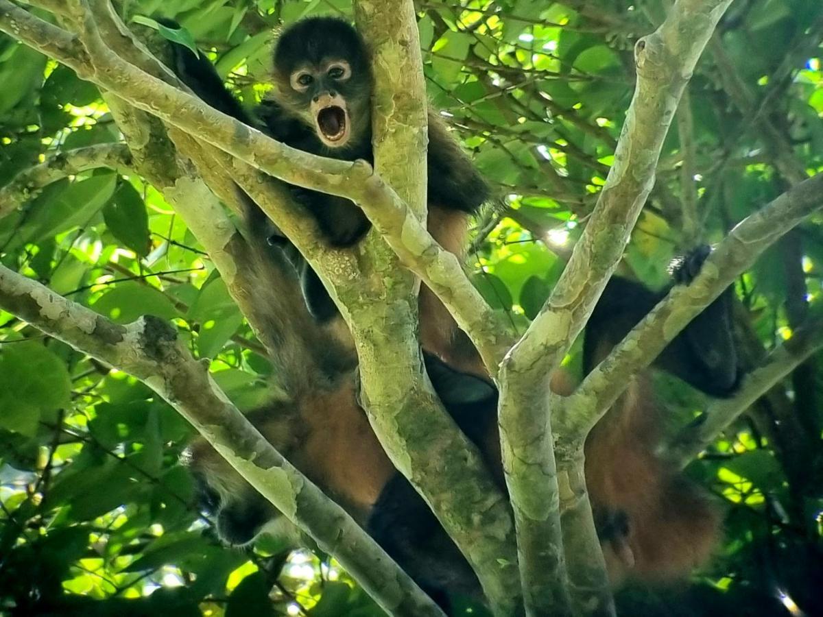 Wildlife Art Tortuguero Exterior photo
