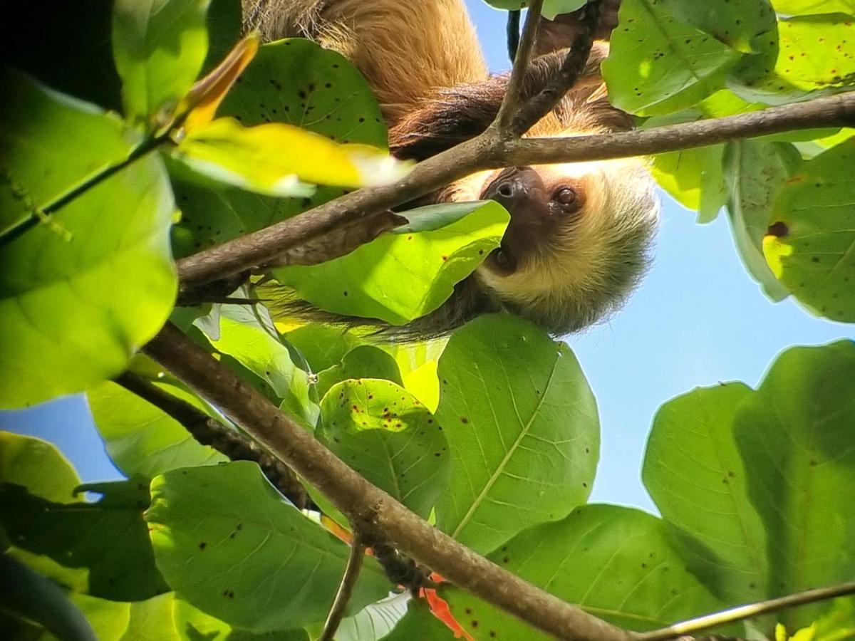 Wildlife Art Tortuguero Exterior photo