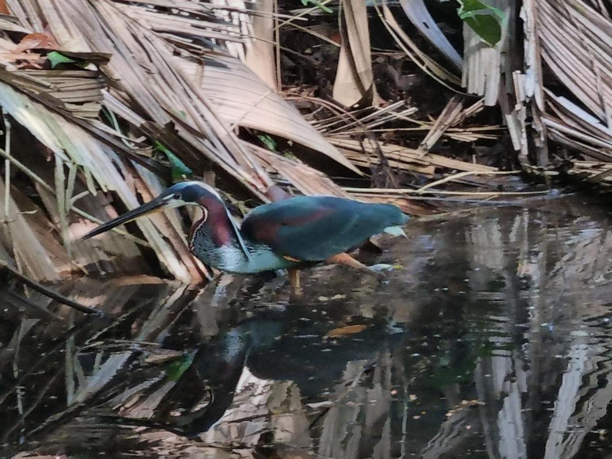 Wildlife Art Tortuguero Exterior photo