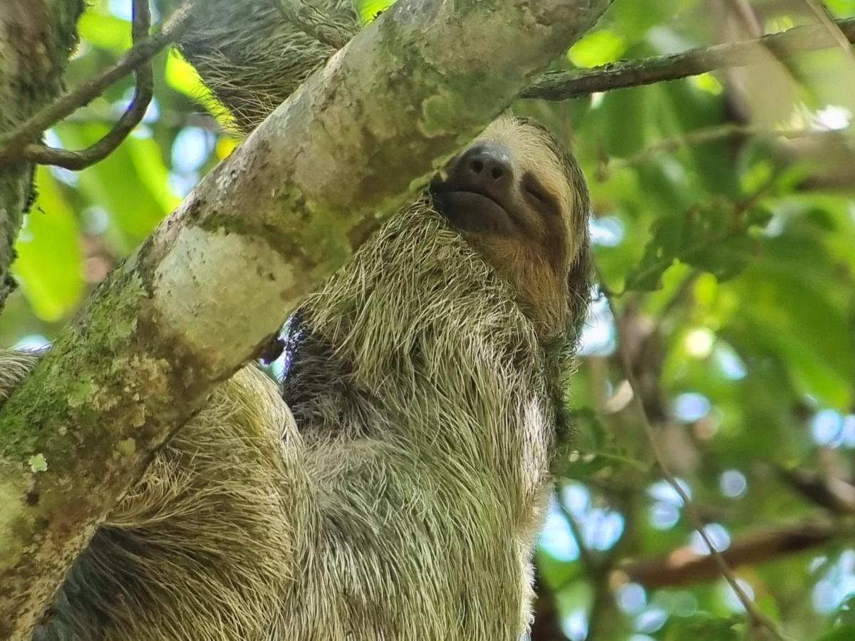 Wildlife Art Tortuguero Exterior photo