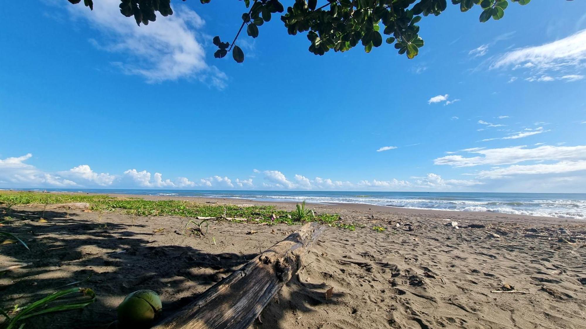Wildlife Art Tortuguero Exterior photo