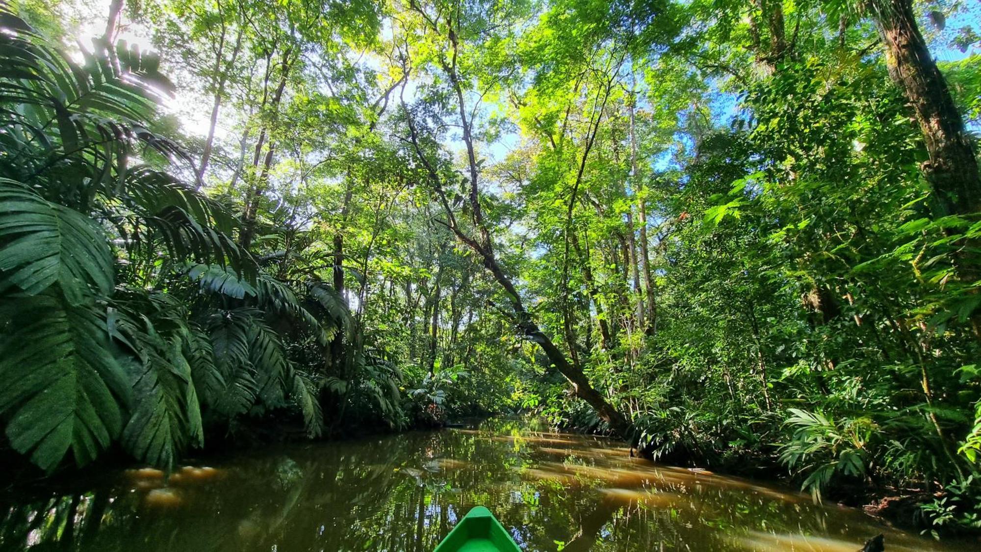Wildlife Art Tortuguero Exterior photo