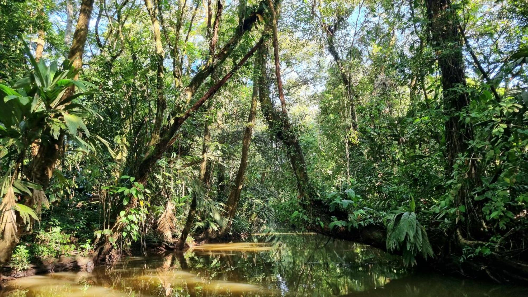 Wildlife Art Tortuguero Exterior photo