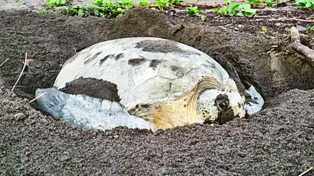 Wildlife Art Tortuguero Exterior photo