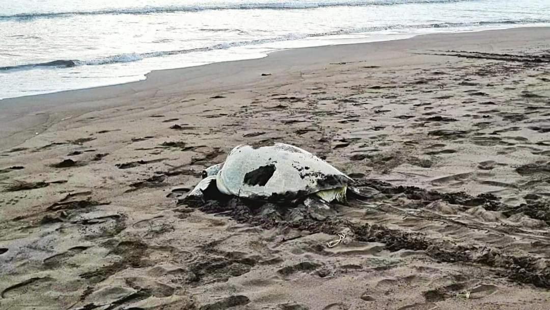 Wildlife Art Tortuguero Exterior photo
