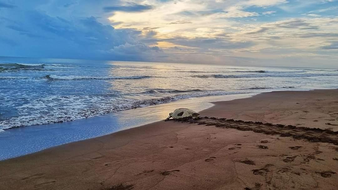 Wildlife Art Tortuguero Exterior photo